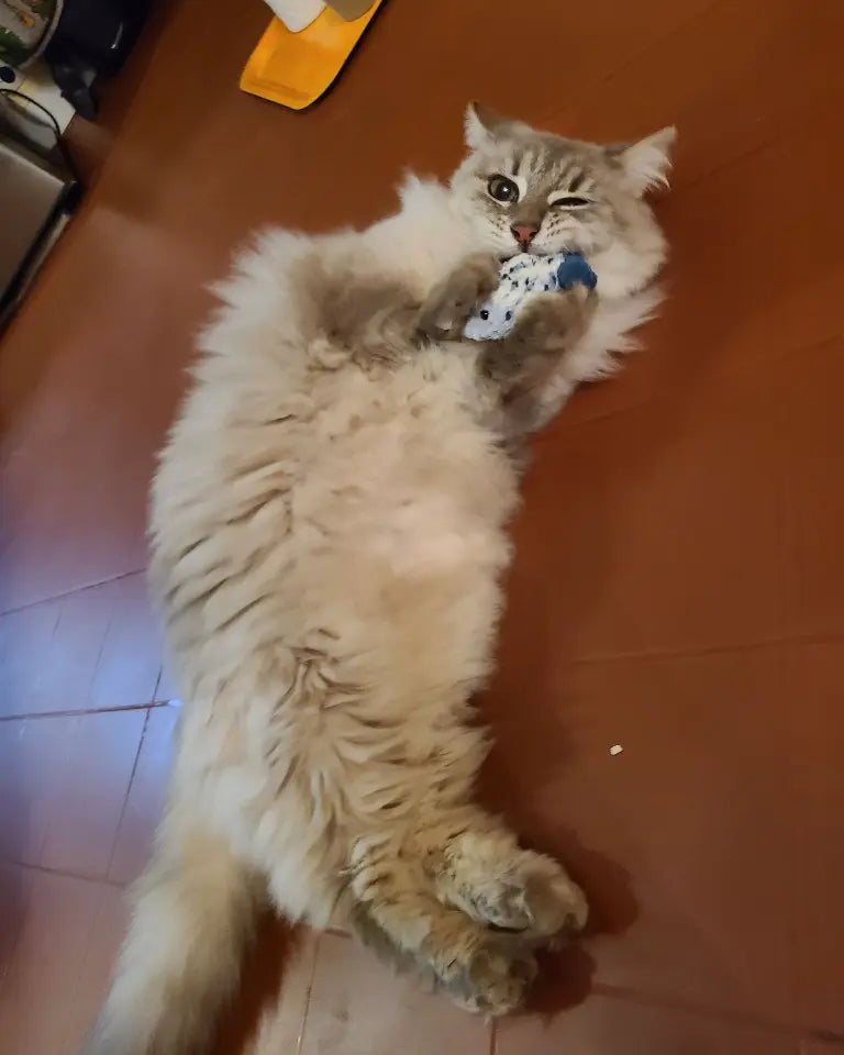 chat allongé tenant poisson crochet bleu, jouet garni de catnip