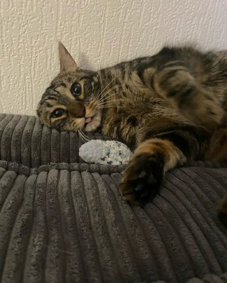 chat beige tenant un jouet au crochet poisson bleu, herbe à chat, fait main