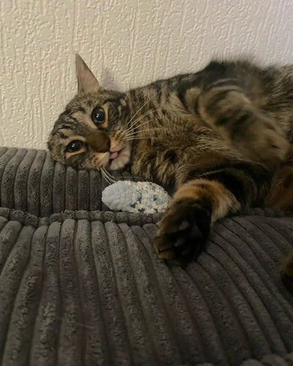 chat beige tenant un jouet au crochet poisson bleu, herbe à chat, fait main