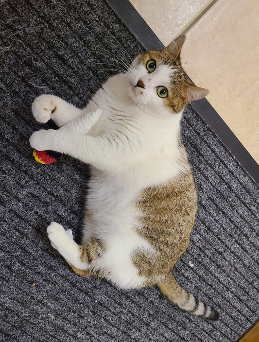 jouet pour chat au crochet avec herbe à chat, modèle joint, chat tigré jouant au sol